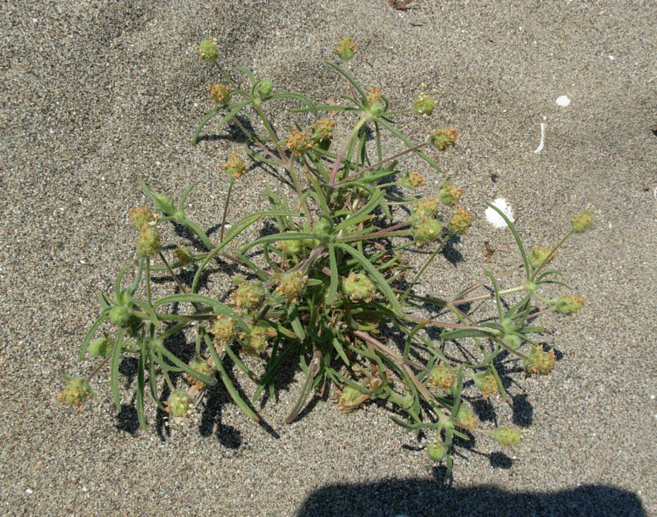 Plantago arenaria Waldst. & Kit. / Piantaggine ramosa